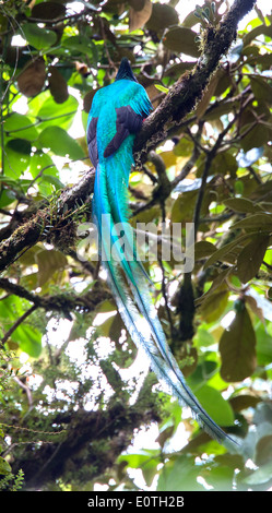 Risplendente Quetzal nella Monteverde Cloud Forest di Costa Rica che mostra magnifiche dissimulata di coda e piume di parafango Foto Stock