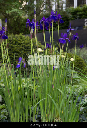 Londra, Regno Unito. Il 19 maggio 2014. RHS Chelsea Flower Show sponsorizzato da M&G. Credito: Graham Eva/Alamy Live News Foto Stock