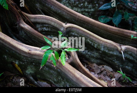 Giovane germoglio crescente tra le radici quadrate di un albero della foresta pluviale del Parco Nazionale di Corcovado Costa Rica della penisola di Osa Foto Stock