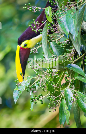 Chestnut Mandibled Toucan fino al delicato pick frutta verde di un arbusto della foresta - Sarapiqui Costa Rica Foto Stock