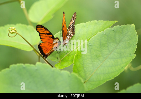 Coppia di Juno Longwing farfalle Dione juno in postura prematrimoniali su un fiore della passione foglia di vite Osa peninsula Costa Rica Foto Stock