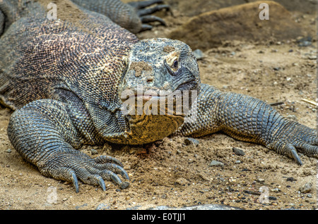 Drago di Komodo (Varanus komodoensis), noto anche come il monitor di Komodo, membro del monitor lizard (Famiglia Varanidae) Foto Stock