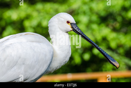 La Spatola eurasiatica o comuni o spatola (Platalea leucorodia) Foto Stock