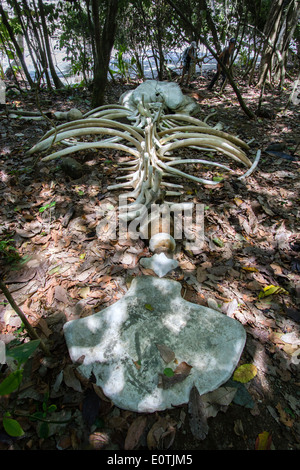 Resti scheletrici e piastra di coda di Humpback Whale in maritime suolo della foresta del Parco Nazionale di Corcovado Costa Rica Foto Stock