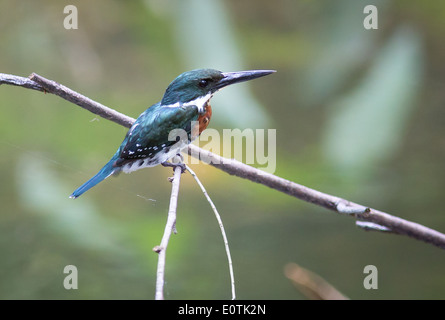 Verde maschio Kingfisher Chloroceryle americana arroccato sopra una piccola piscina sulla penisola di Osa Costa Rica Foto Stock