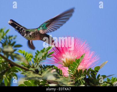 Eremita verde hummingbird Phaethornis guy alimentazione da un arbusto a fioritura a Selva Verde in Costa Rica Foto Stock