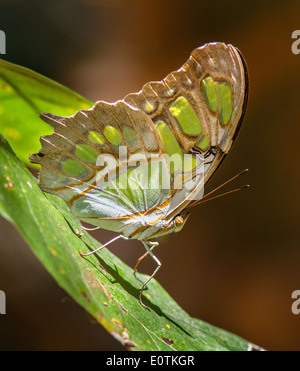 Malachite Butterfly Siproeta stelenes sotto Costa Rica Cabo Blanco riserva Foto Stock