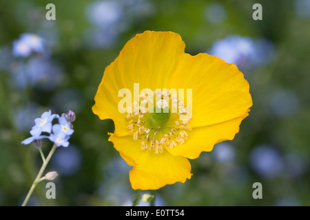 Meconopsis cambrica crescendo in un cottage Inglese giardino tra dimenticare-me-poveri. Foto Stock