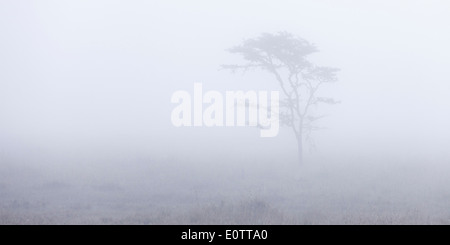 Acacia, early morning mist, Laikipia Kenya Africa Foto Stock