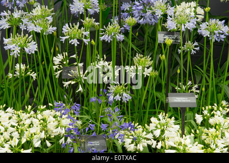 Londra, UK, 19 maggio 2014. RHS Chelsea Flower Show sponsorizzato da M&G. Visualizzazione di Agapanthus sulla pianta di Hoyland cavalletto centrale nel grande padiglione. Credito: Malcolm Park editoriale/Alamy Live News Foto Stock