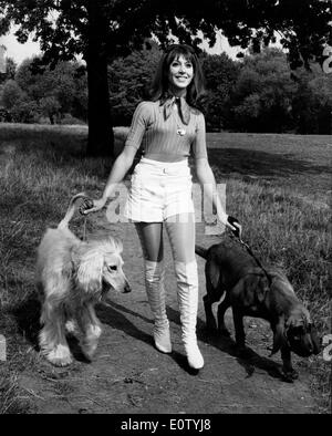 Intrattenitore Anita Harris camminare i suoi cani Foto Stock