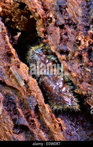In abete europeo bostrico (Ips typographus), beetle nel tunnel. Germania Foto Stock