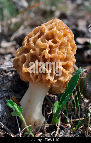 Giallo Morel, comune Morel (Morchella esculenta), un altamente ricercati funghi commestibili Foto Stock