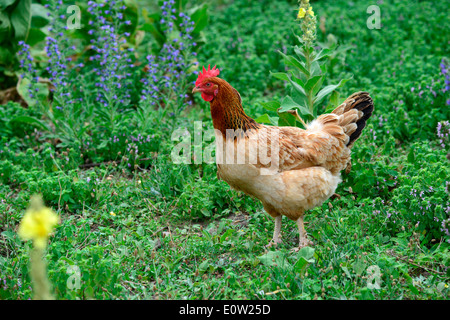 Pollo DOMESTICO (Gallus gallus domesticus). Hen in un giardino selvatici. Germania Foto Stock