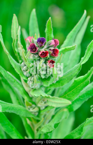 Comune (Houndstongue Cynoglossum officinale), levetta di fioritura Foto Stock