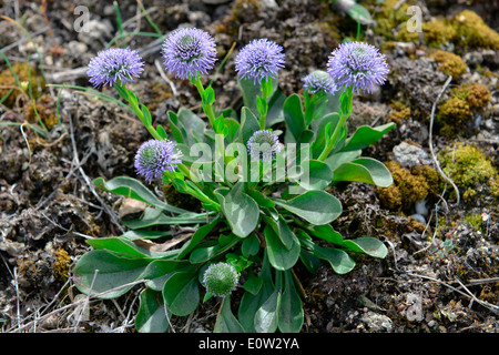 Globo Daisy (Globularia punctata), la fioritura delle piante Foto Stock