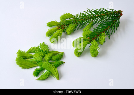 Comune di abete rosso, Abete rosso (Picea abies). Ramoscello e germogli di fresco. Studio Immagine contro uno sfondo bianco Foto Stock