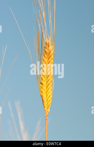 Il Farro (Triticum Dicoccum), mature orecchio visto contro un cielo blu. Germania Foto Stock