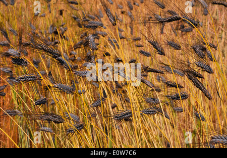Il Farro (Triticum Dicoccum), spighe mature su un campo. Germania Foto Stock