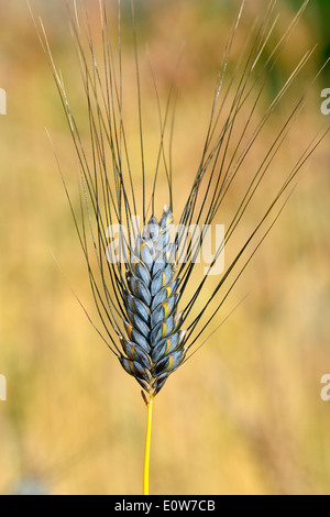 Il Farro (Triticum Dicoccum), mature ear su un campo. Germania Foto Stock