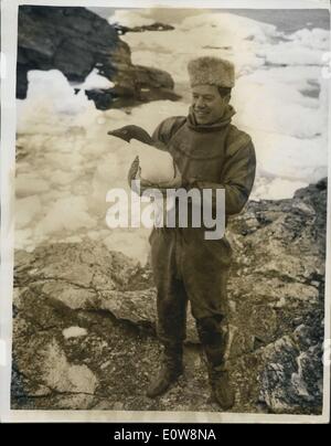 Gen 27, 1962 - Royal Navy divers in Antartide: le funzioni di protezione della HMS, la Royal Navy di ghiaccio nave pattuglia, significa che il suo subacquei devono operare nel ghiaccio floes dell'Antartico. Il team ha avuto di recente a tuffarsi in stretto di Bransfield durante l Antartico sentieri sismica per liberare il propulsore della Royal Research Ship Shackleton. La foto mostra il leader del protettore di immersioni team, tenente - Comandante Malcolm Bureey, di Kensington, Londra, con un interessato spettatore un tame Adelie penguin. Foto Stock