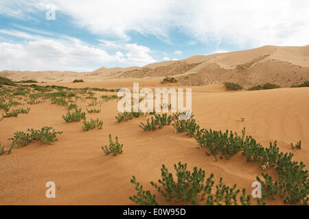 Esfand, Wild Rue o Syrian Rue (Peganum harmala) nelle dune di sabbia di Khongoryn Els, Gobi Gurvansaikhan National Park Foto Stock