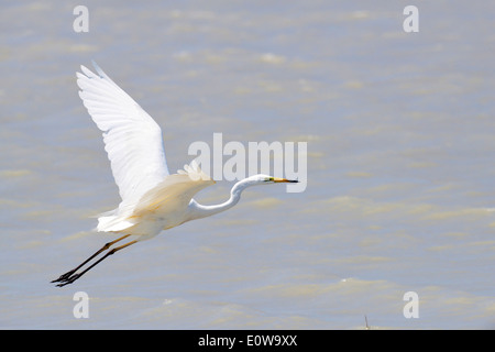 Airone comune, Airone bianco maggiore (Ardea alba, Casmerodius Albus). Adulto a partire da acqua, Austria Foto Stock