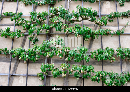 La pera comune, pera europea (Pyrus communis) formati in una spalliera orizzontale. Germania Foto Stock