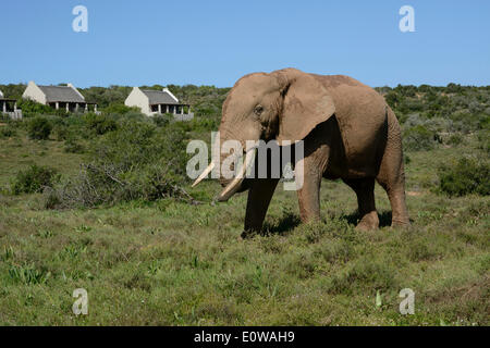 Bush africano Elefante africano (Loxodonta africana) presso il campo principale, Addo Elephant National Park, Capo orientale, Sud Africa Foto Stock