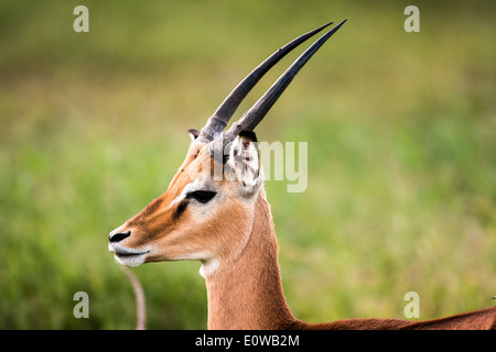 Impala (Aepyceros melampus). Fotografato in Tanzania Foto Stock