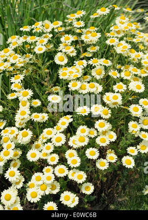 White Matricaria fiori su un estate verde prato. Foto Stock