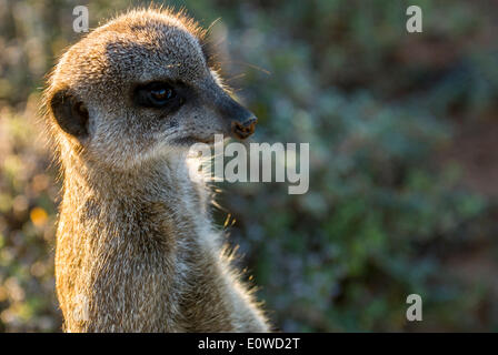 Meerkat (Suricata suricatta), nella luce del mattino, Karoo, semi-deserto, piccolo Karoo, Western Cape, Sud Africa Foto Stock