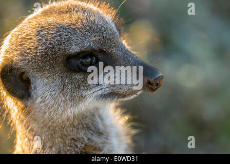 Meerkat (Suricata suricatta), ritratto nella luce del mattino, piccolo Karoo, Western Cape, Sud Africa Foto Stock