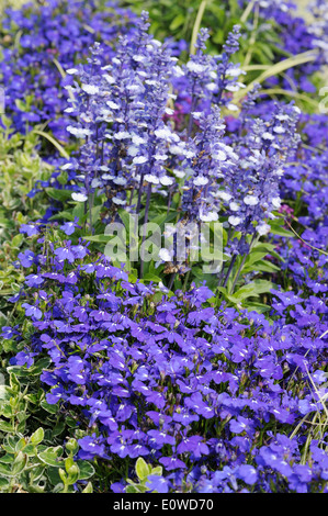 Decorativi fiori blu Lobelia erinus e Salvia Farinacea nel giardino. Foto Stock