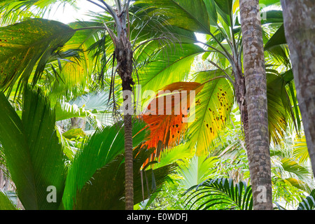 Foresta di palme a Vallee de Mai Riserva Naturale, l'Isola di Praslin, Seicelle Foto Stock
