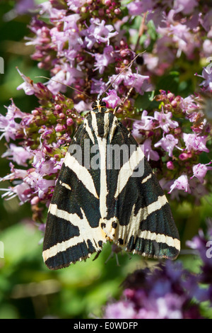 Jersey Tiger Moth, Russo Tiger Moth (Euplagia quadripunctaria), la tignola sui fiori. Germania Foto Stock