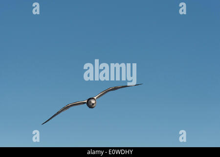 Gabbiano avorio (Pagophila eburnea), giovane uccello in volo, Spitsbergen, isole Svalbard Isole Svalbard e Jan Mayen, Norvegia Foto Stock