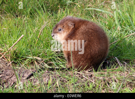 Close-up di un topo muschiato (Ondatra zibethicus) sulla terra asciutta Foto Stock