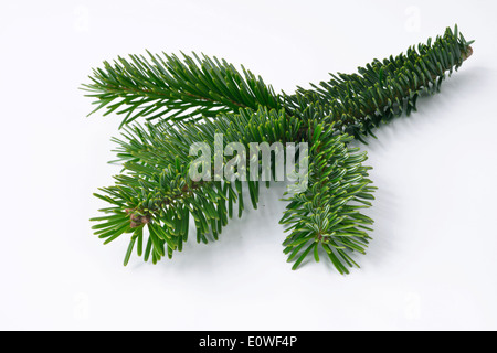 Abete del Caucaso, Nordmann abete (Abies nordmanniana), ramoscello. Studio Immagine contro uno sfondo bianco Foto Stock