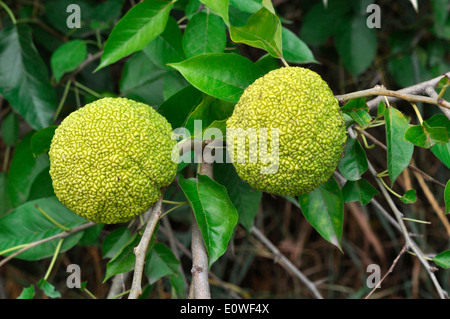 Osage-arancione, hedge-apple (Maclura pomifera), due frutti su un ramoscello Foto Stock
