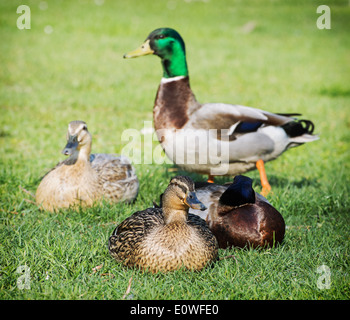 Gruppo di le anatre bastarde crogiolarsi sul prato verde. Foto Stock