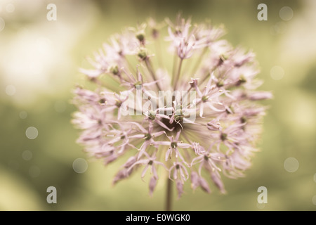 Infiorescenza olandese fiocco decorativo su sfondo sfocato Foto Stock