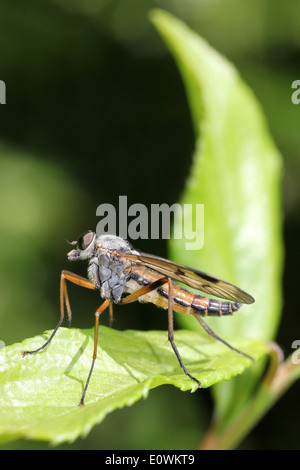 Snipe Fly Rhagio scolopacea spesso comunemente chiamato 'proprio-osservatore volare' Foto Stock