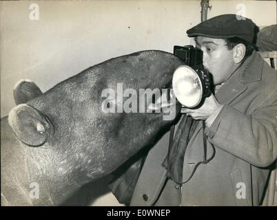 Il 12 Dic. 1963 - Il Tapiro vuole davvero guardare il birdie questo giovane tapiro voleva guardare il birdie da molto vicino in modo che egli ha conquistato il cameraman che volevano ottenere scatti da lui. Questa scena ha avuto luogo a Vincennes Zoo, nei pressi di Parigi. po/ tapiro curva, il cameraman contro una parete. Foto Stock