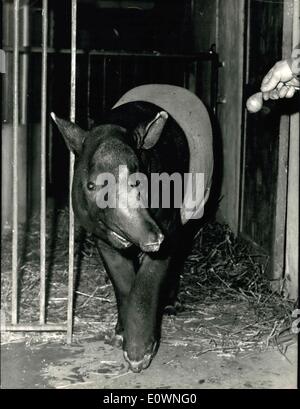 Dic. 18, 1963 - Un indiano il tapiro a Vincennes Zoo: Il Tapiro indiano è un animale che appartiene a una rara specy. Il Vincesnnes Zoo, nei pressi di Parigi, ha appena introdotto un esemplare di questa razza. Mostra immagine: Te giovani indiani tapiro in Vincennes Zoo. Foto Stock