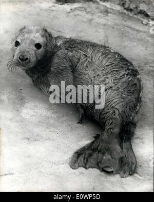 Nov. 01, 1963 - primo sigillo grigio nato presso lo Zoo di Londra - la prima guarnizione grigio Pup sono state nato presso il London Zoo, a Orana e Edwin, che sono stati trovati nelle Orcadi un anno fa. La foto mostra la nuova guarnizione grigio pup. Foto Stock