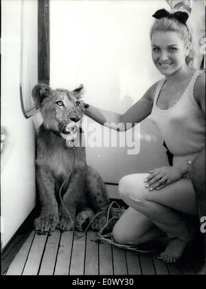 Agosto 08, 1964 - LION CUB MORSI 7-anno-vecchio ragazzo: un circo LION CUB ''Aramis" legato alla porta del circus autocarro ha dato un brutto morso a sette anni di old boy Patrick Saintes che è venuto vicino a lui durante la visione di un camion a Cagnes Sur Mer (Riviera) ieri. OPS: THE LION CUB raffigurato con una TV attrice Francia Treville durante il suo ''battesimo'' di recente. Detta attrice. ''Avresti mai credere ad un bel po' di cub! Foto Stock