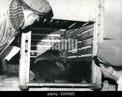 Il 12 Dic. 1965 - Elefante marino per Vincennes Zoo: Tre gli elefanti di mare acquistati da Vincennes Zoo arrivati in aereo da Madagascar questa mattina. La foto mostra uno dei tre elefante marino raffigurato nella sua cassa in arrivo all aeroporto di Orly questa mattina. Foto Stock