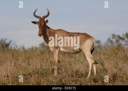 Maschio adulto topi antelope sulle pianure del Masai Mara kenya africa Foto Stock