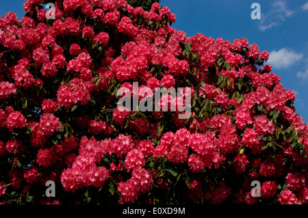 Boccola di rododendro Foto Stock